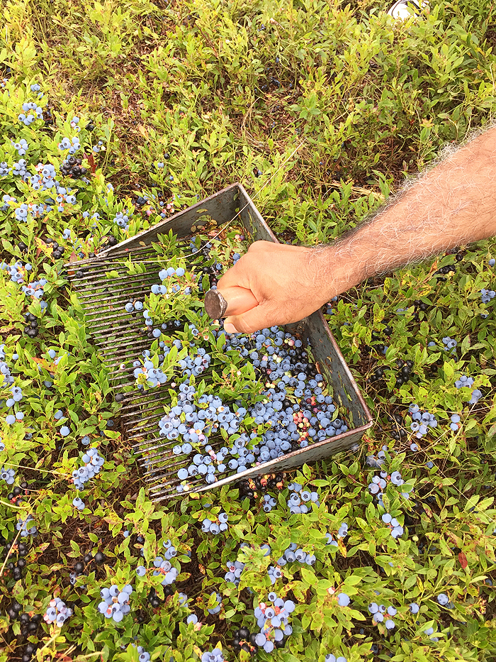 Wild blueberry fields Nova Scotia | 23qmstil.de