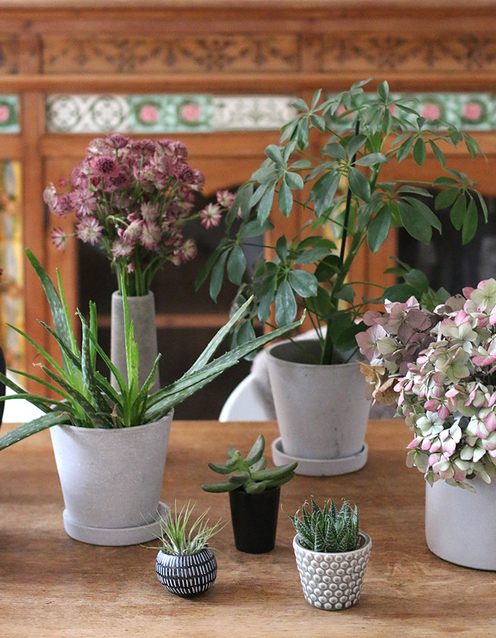Urban Jungle Bloggers | Plants & Flowers
