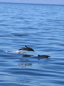 Ein Tag in Santa Barbara Kalifornien Whale Watching | 23qm Stil