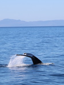 Ein Tag in Santa Barbara Kalifornien Whale Watching| 23qm Stil